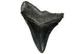 Fossil Megalodon Tooth - South Carolina #300231-1